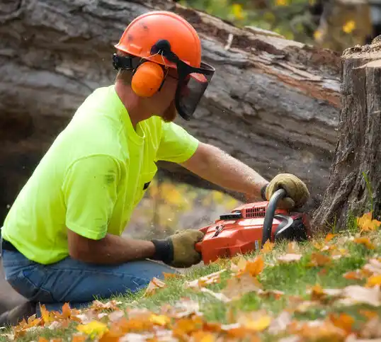 tree services LaBarque Creek